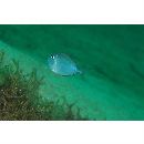 Naso vlamingii (Valenciennes, 1835)