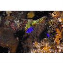 Chrysiptera springeri (Allen, 1976)