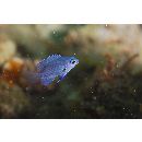 Pomacentrus brachialis Cuvier, 1830