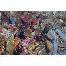 Ctenochaetus tominiensis Randall, 1955