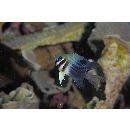 Neoglyphidodon thoracotaeniatus (Fowler et Bean, 1928)