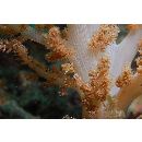 Monacanthidae, indet. gen. & sp