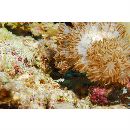 Acreichthys radiatus (Popta, 1901)