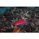 Paracheilinus lineopunctatus Randall et Lubbock, 1981