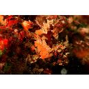 Furcina osimae Jordan et Starks, 1904