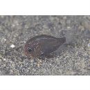 Gephyroberyx darwinii (Johnson, 1866)