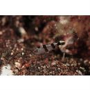 Diagramma pictum (Thunberg, 1792)