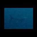 Thunnus albacares (Bonnaterre, 1788)