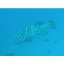 Epinephelus malabaricus (Schneider, 1801)