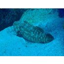 Epinephelus malabaricus (Schneider, 1801)