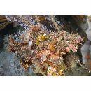 Scorpaenopsis orientalis Randall et Eschmeyer, 2002