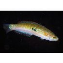 Pseudocoris ocellata Chen et Shao, 1995