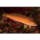 Pseudocoris ocellata Chen et Shao, 1995