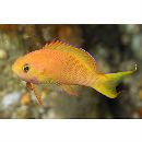 Pseudanthias leucozonus (Katayama et Masuda, 1982)