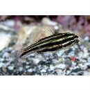 Ostorhinchus taeniophorus (Regan, 1908)