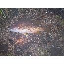 Lutjanus stellatus Akazaki, 1983