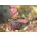 Ostorhinchus taeniophorus (Regan, 1908)