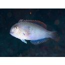 Iniistius celebicus (Bleeker, 1856)