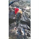 Grammistes sexlineatus (Thunberg, 1792)