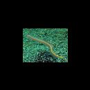 Gunnellichthys viridescens Dawson, 1968