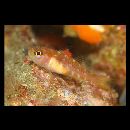 Trimma matsunoi Suzuki, Sakaue et Senou, 2012