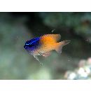 Chrysiptera rex (Snyder, 1909)