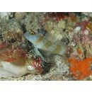 Amblyeleotris melanocephala Aonuma, Iwata et Yoshino, 2000