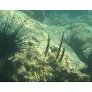 Aeoliscus strigatus (Gunther, 1861)