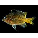 Stegastes obreptus (Whitley, 1948)