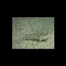 Istigobius goldmanni (Bleeker, 1852)