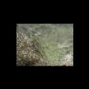 Bathygobius cyclopterus (Valenciennes, 1837)