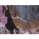 Kyonemichthys rumengani Gomon, 2007