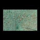 Psilogobius prolatus Watson et Lachner, 1985