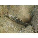 Cryptocentrus maudae Fowler, 1937