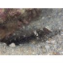 Cryptocentrus maudae Fowler, 1937