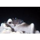 Nectamia bandanensis (Bleeker, 1854)