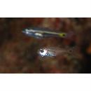 Taeniamia fucata (Cantor, 1850)