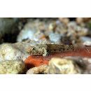 Bathygobius cyclopterus (Valenciennes, 1837)