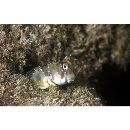 Rhabdoblennius nitidus (Gunther, 1861)