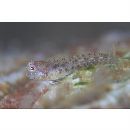 Glyptoparus delicatulus Smith, 1959