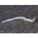 Cosmocampus banneri (Herald et Randall, 1972)