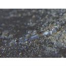 Silhouettea insinuans Smith, 1959