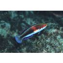 Cirrhilabrus katherinae Randall, 1992