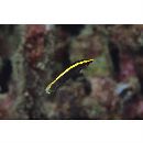 Labroides bicolor Fowler et Bean, 1928