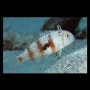 Iniistius twistii (Bleeker, 1856)