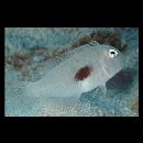 Iniistius twistii (Bleeker, 1856)