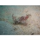 Pteroidichthys amboinensis Bleeker, 1856