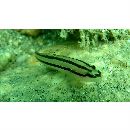 Tridentiger trigonocephalus (Gill, 1859)