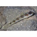 Vanderhorstia sp. 14