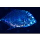 Carangoides coeruleopinnatus (Ruppell, 1830)